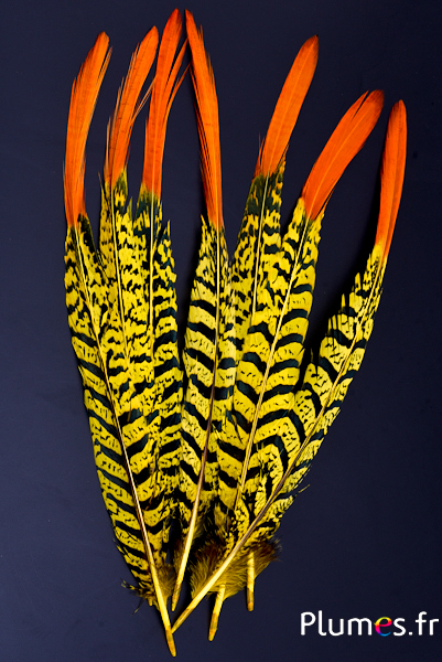 Faisan Lady Armherst - 24-27 cm - rouge-jaune-noir 